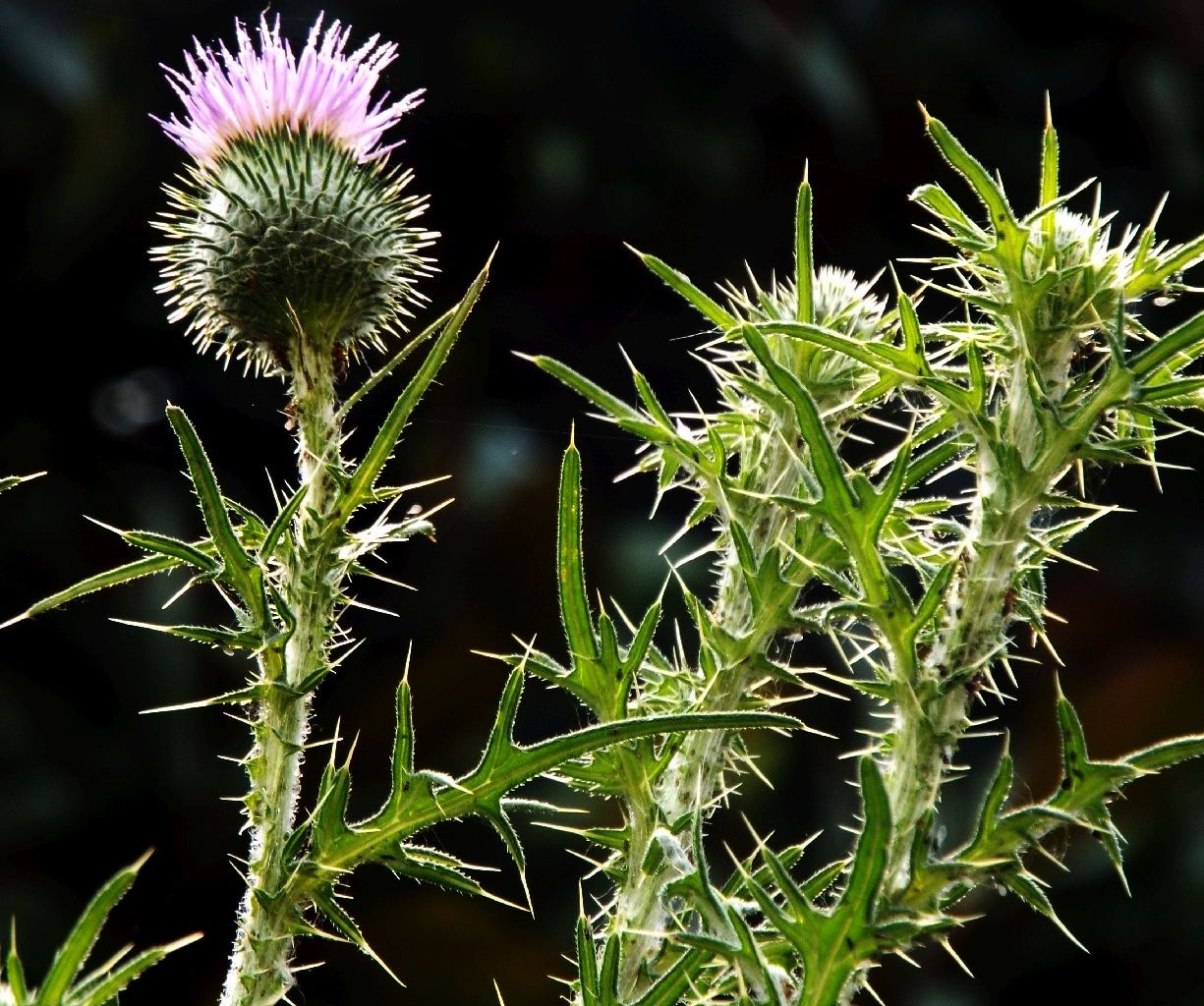 Un cirsium? S, Cirsium vulgare